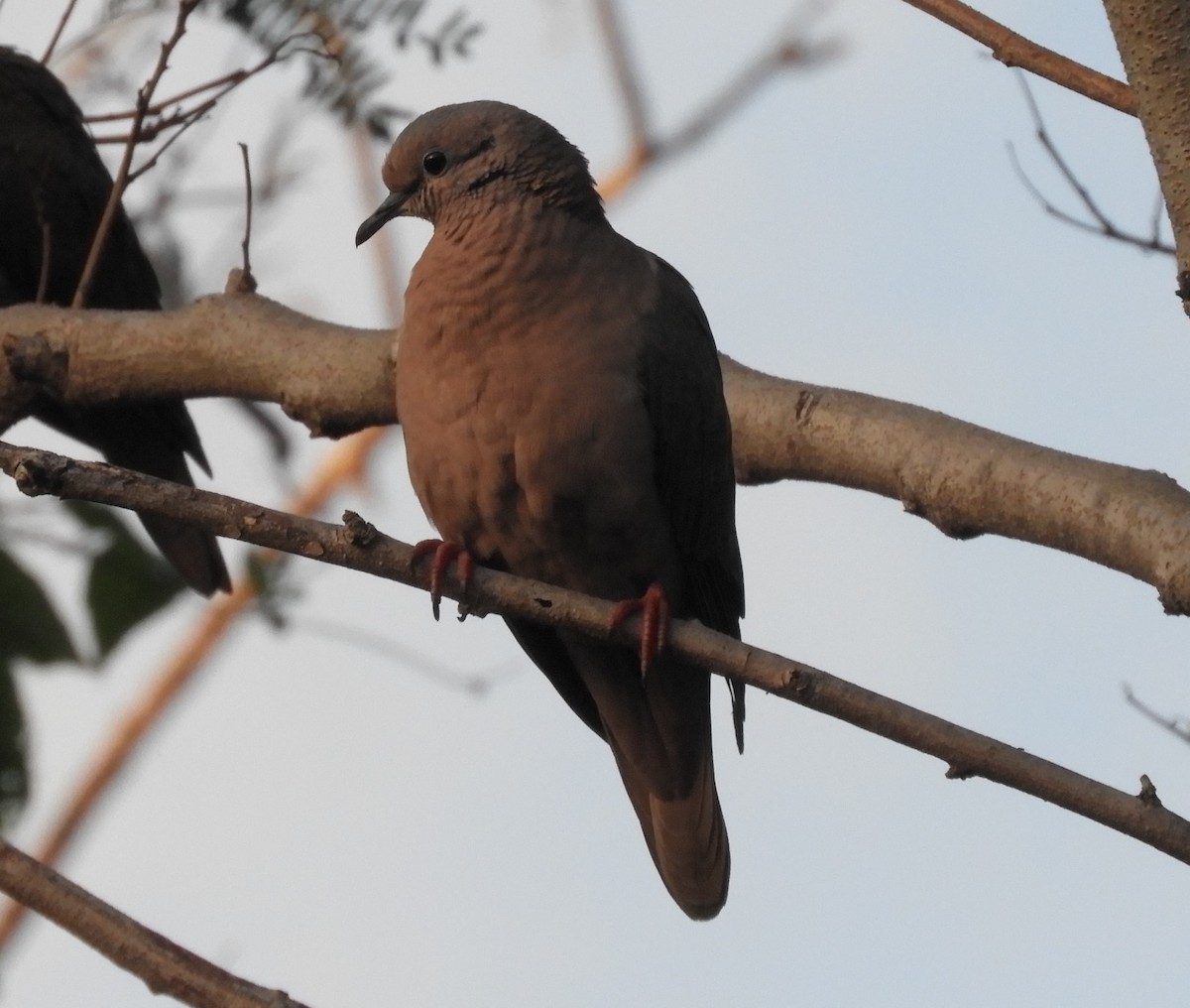 Eared Dove - ML613868136