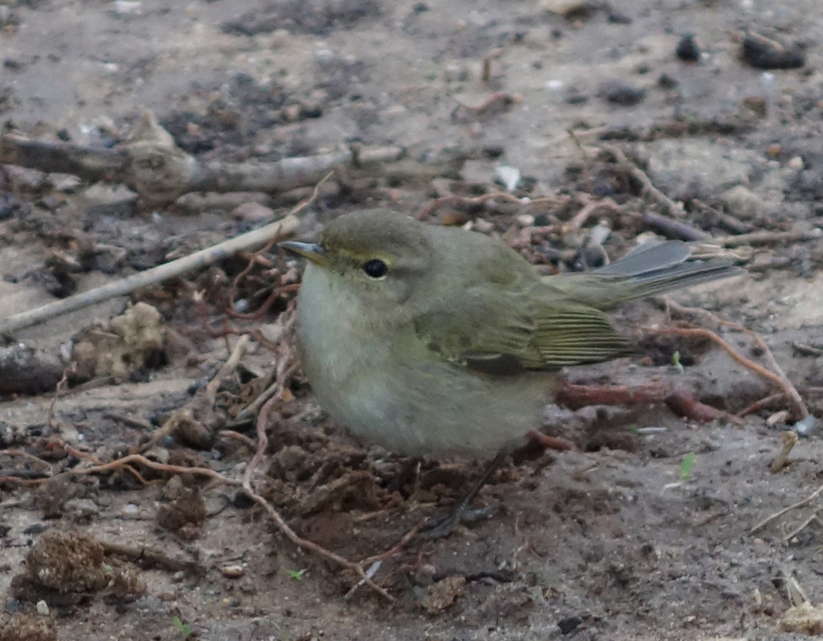 Mosquitero Común - ML613868140