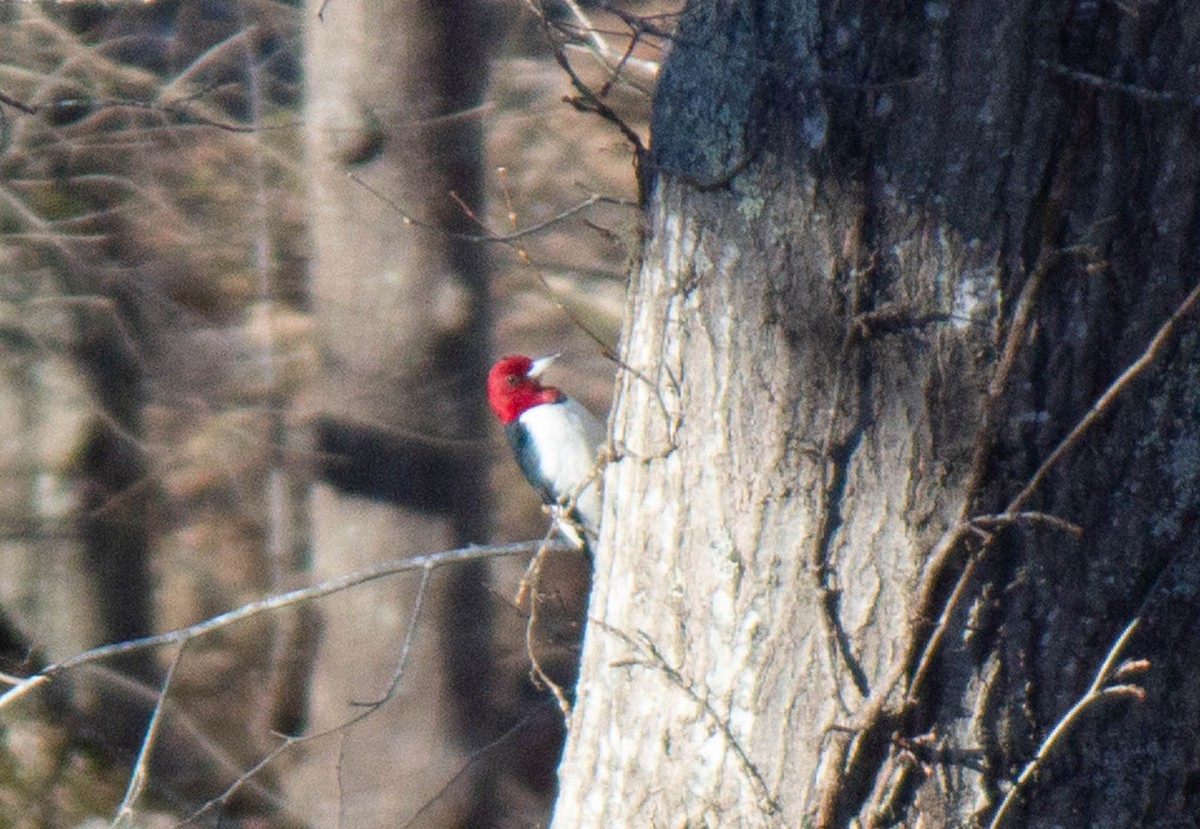 Red-headed Woodpecker - ML613868192