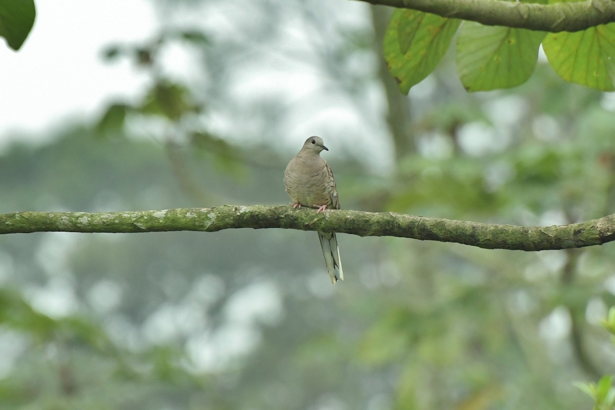 Inca Dove - ML613868212