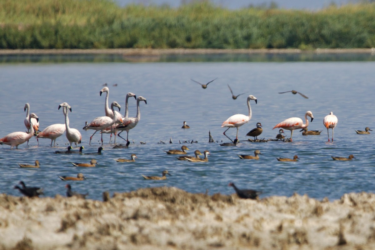 Chilean Flamingo - ML613868241