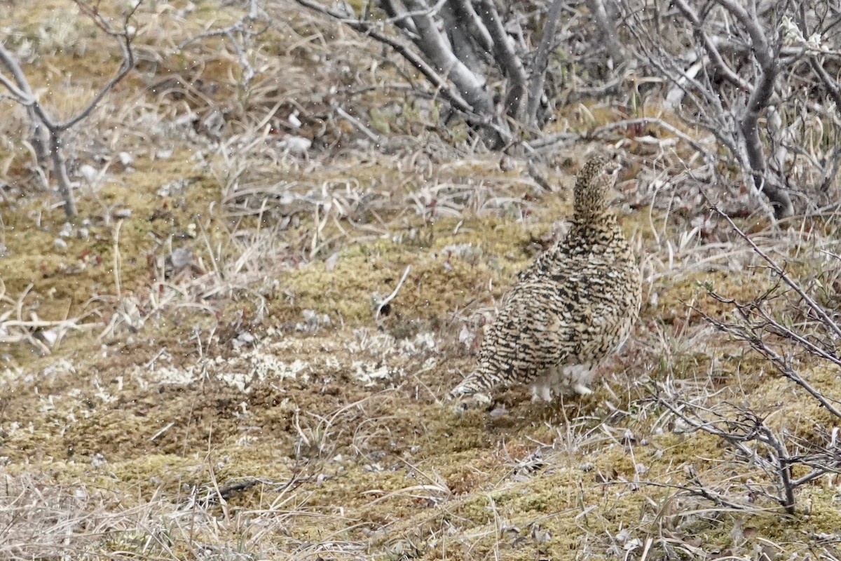 Rock Ptarmigan - ML613868263