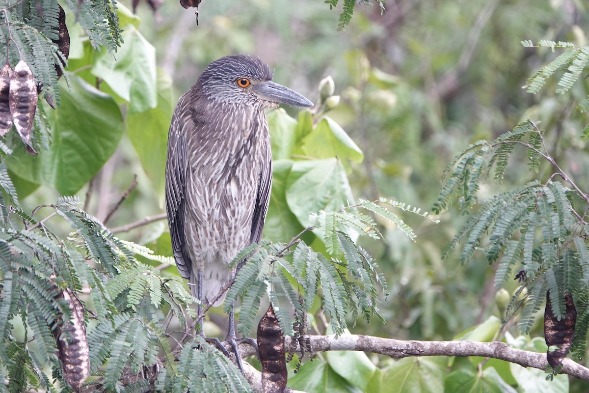 Yellow-crowned Night Heron - ML613868381