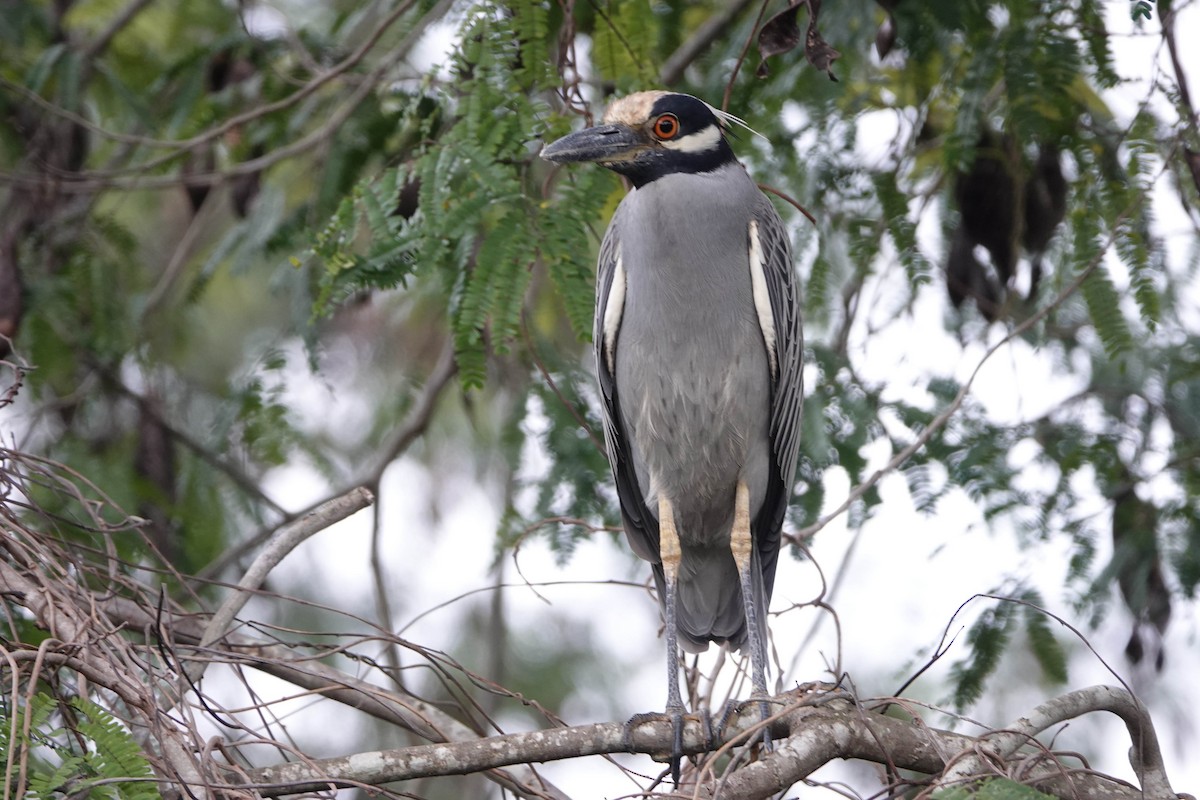 Yellow-crowned Night Heron - ML613868382