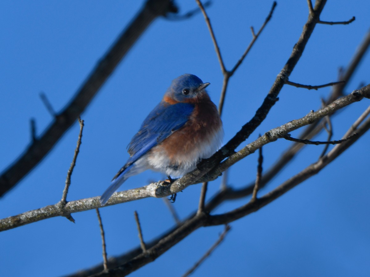 Eastern Bluebird - Richard Leonard