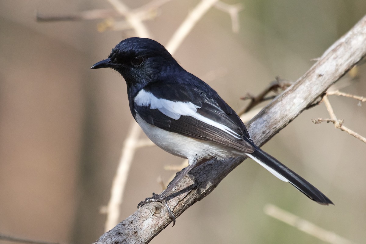 Madagascar Magpie-Robin - Sia McGown