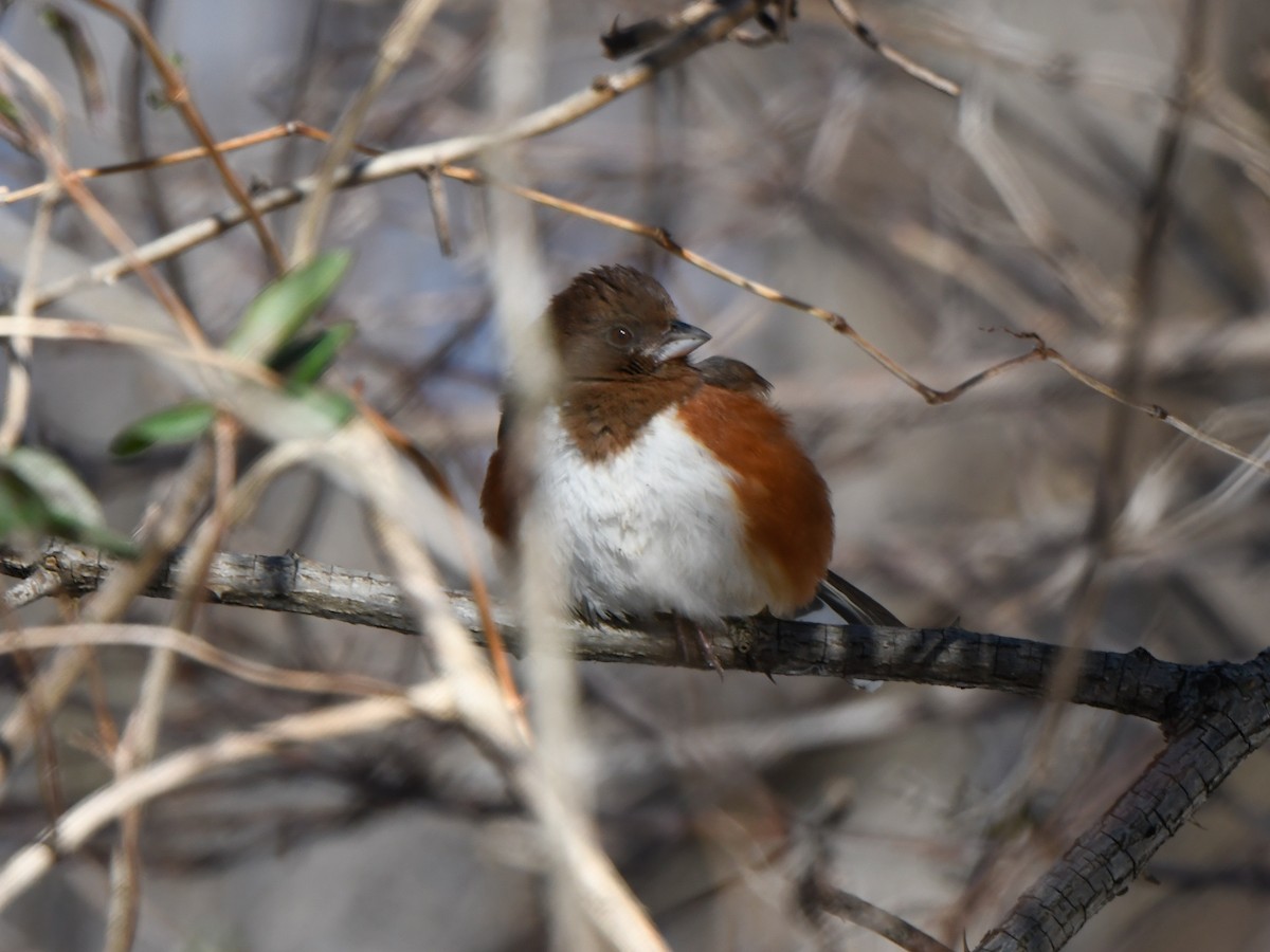 Eastern Towhee - ML613868553