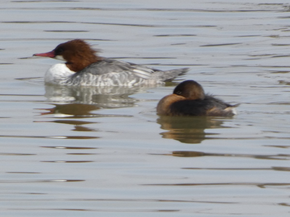 Common Merganser - Marlin and Connie Andrus