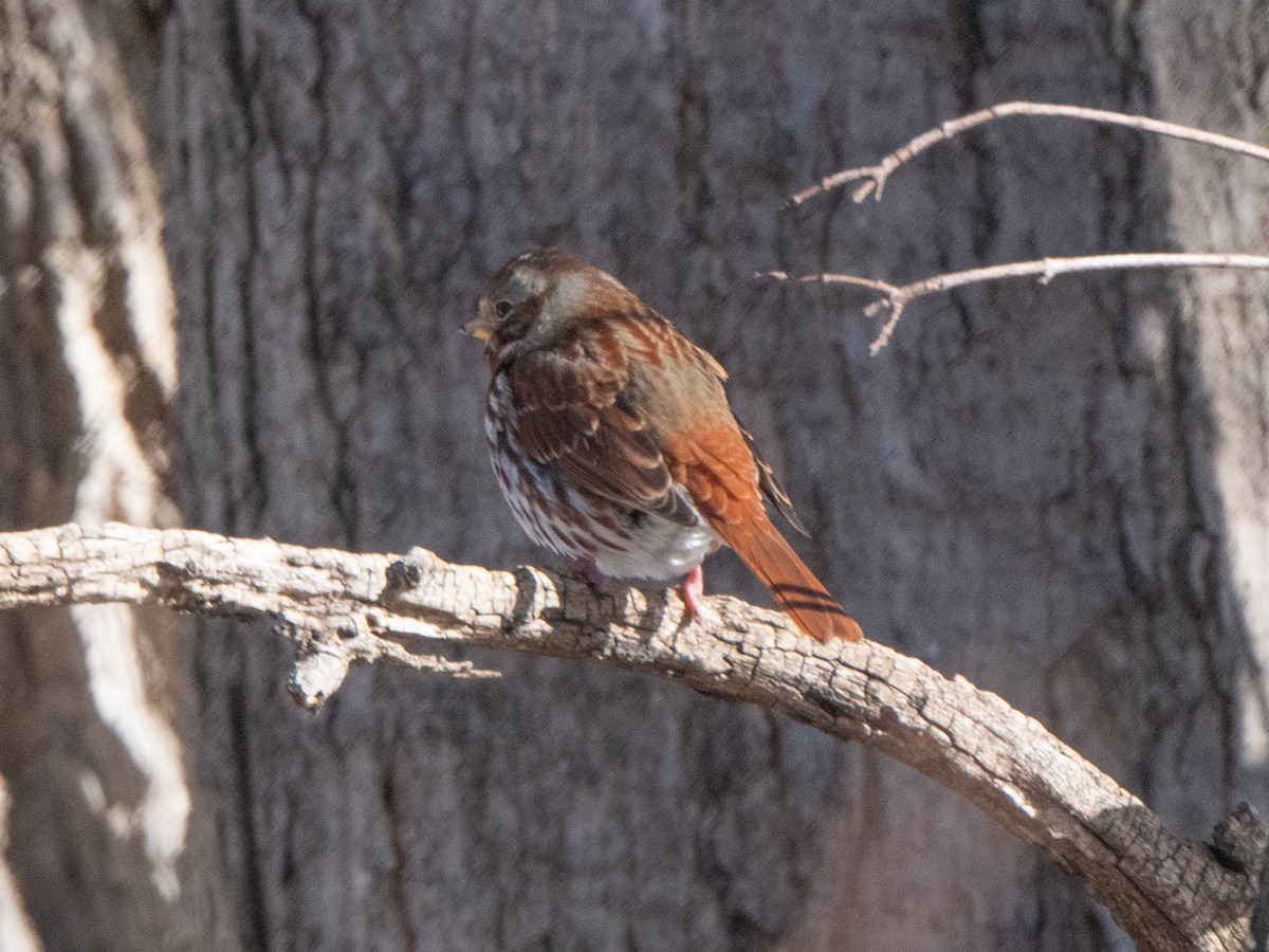 Fox Sparrow - ML613868582