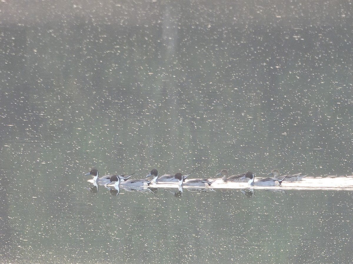 Шовтгор алаг нугас - ML613868717