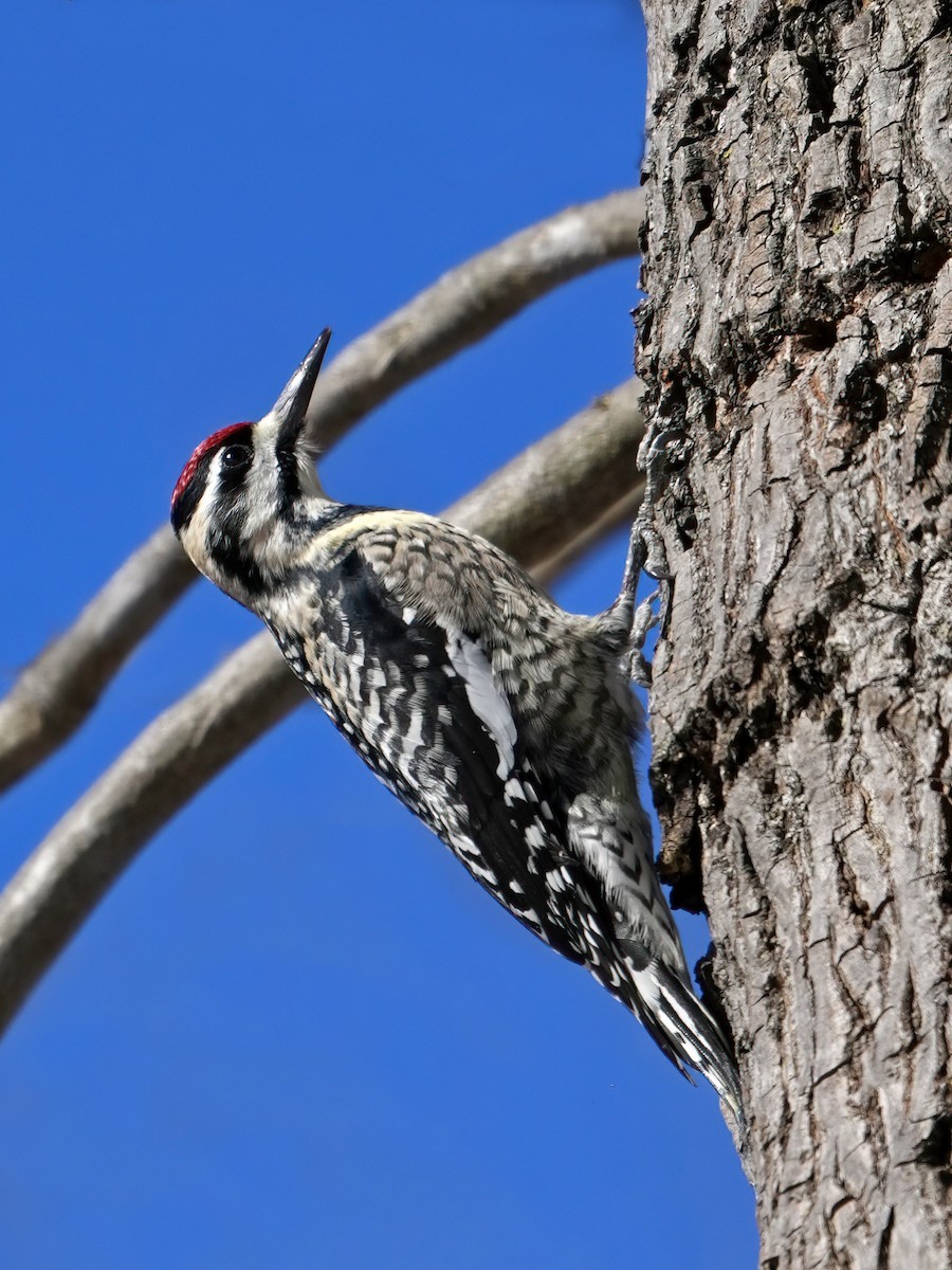 Yellow-bellied Sapsucker - ML613868838