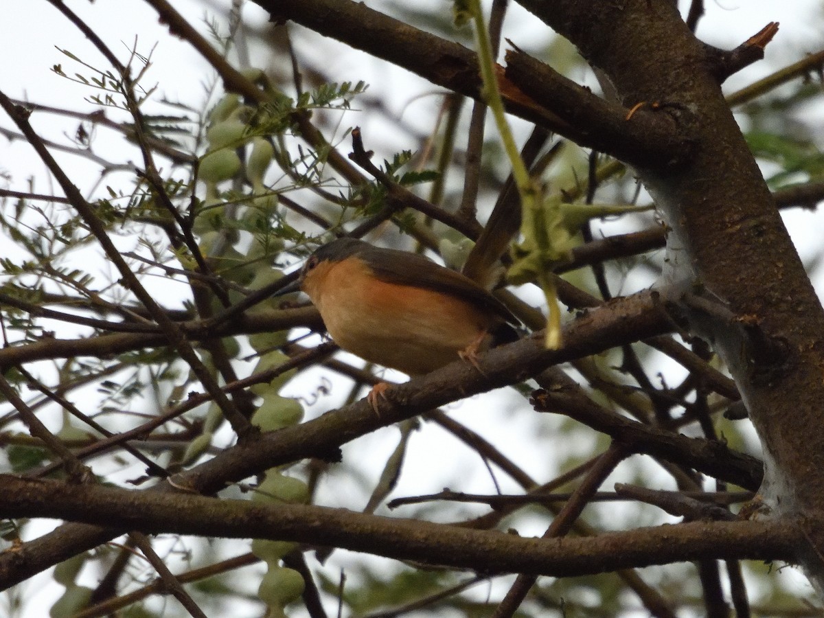 Ashy Prinia - ML613868845