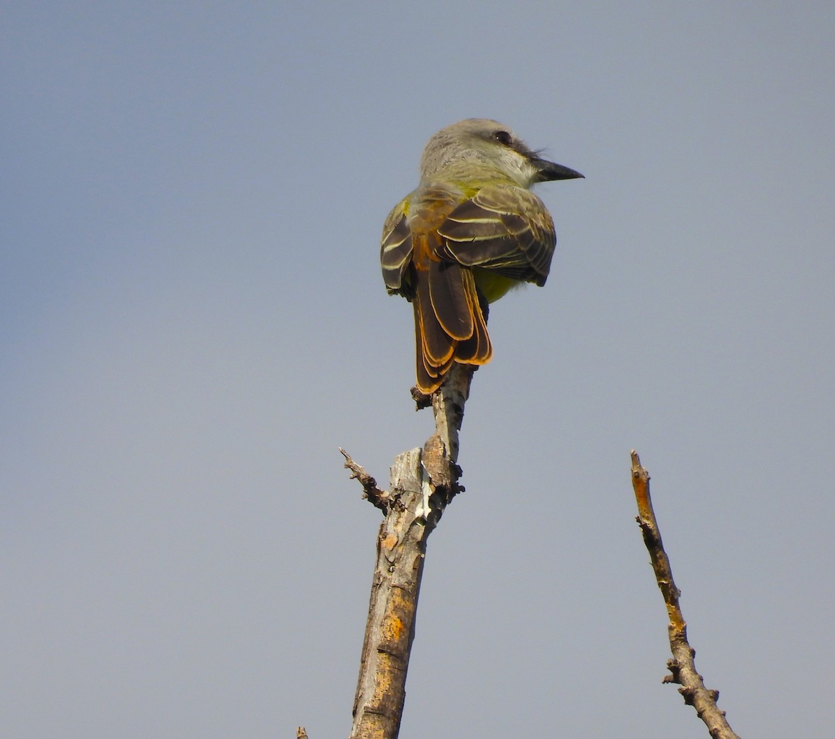 Thick-billed Kingbird - ML613868855