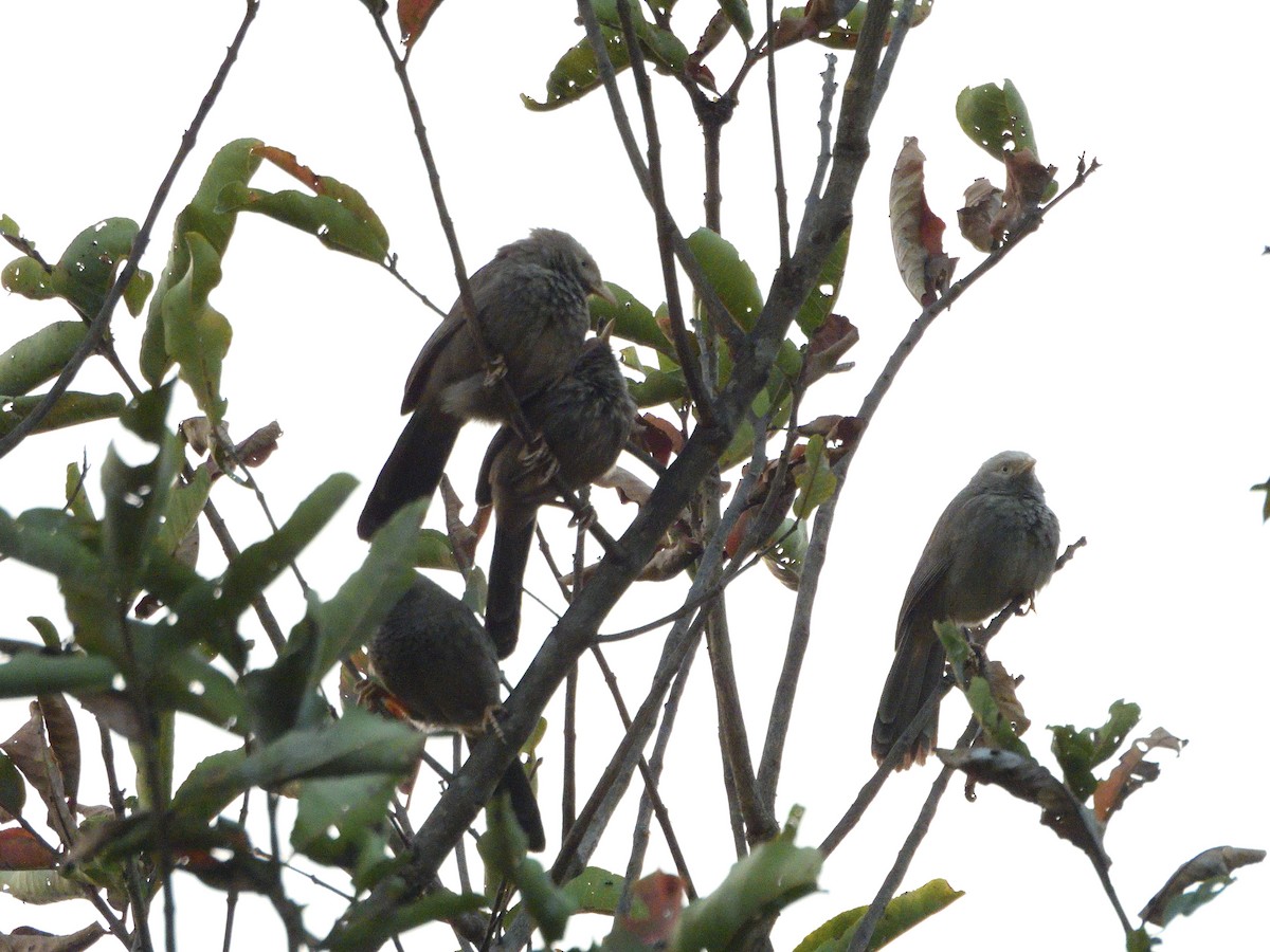Yellow-billed Babbler - ML613868886