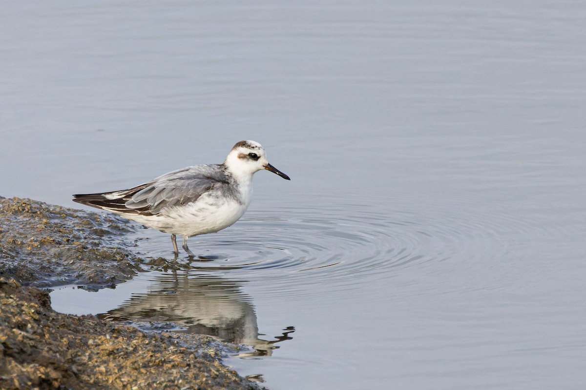 Phalarope à bec large - ML613868888