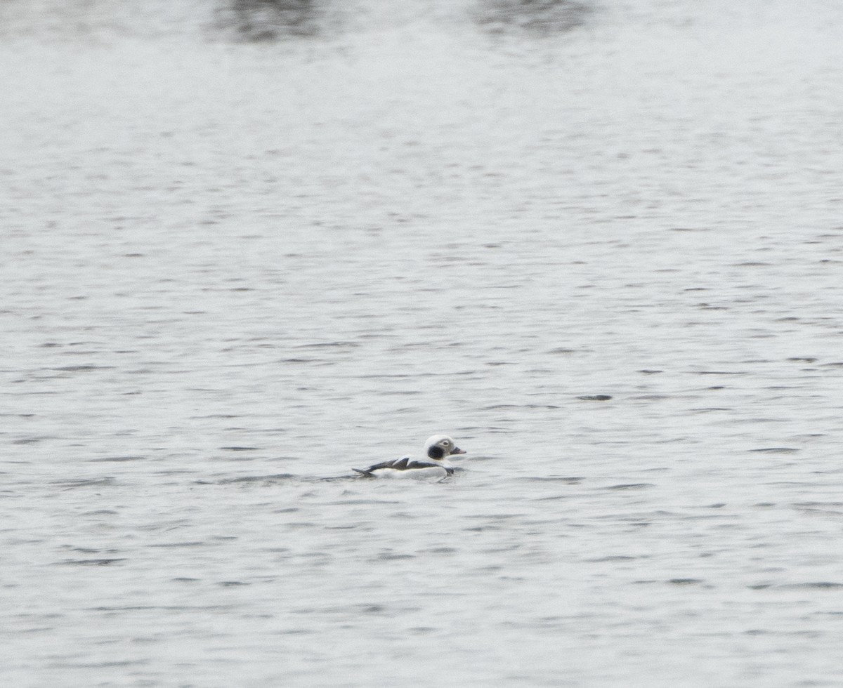 Long-tailed Duck - ML613868894