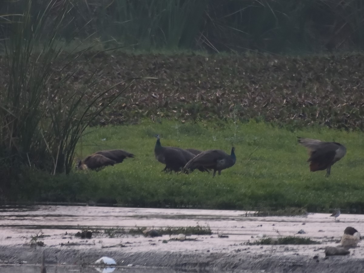 Indian Peafowl - ML613868896