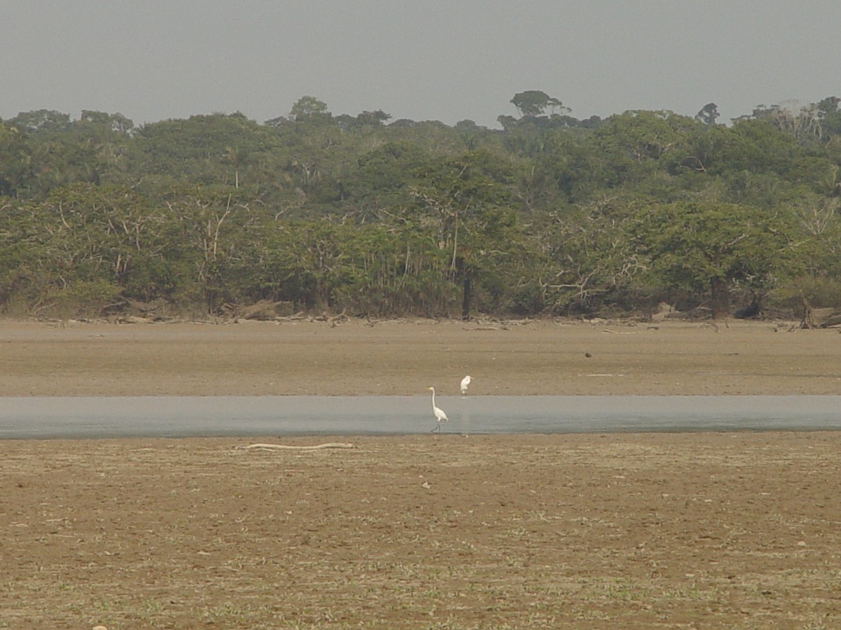 Great Egret - ML613868955