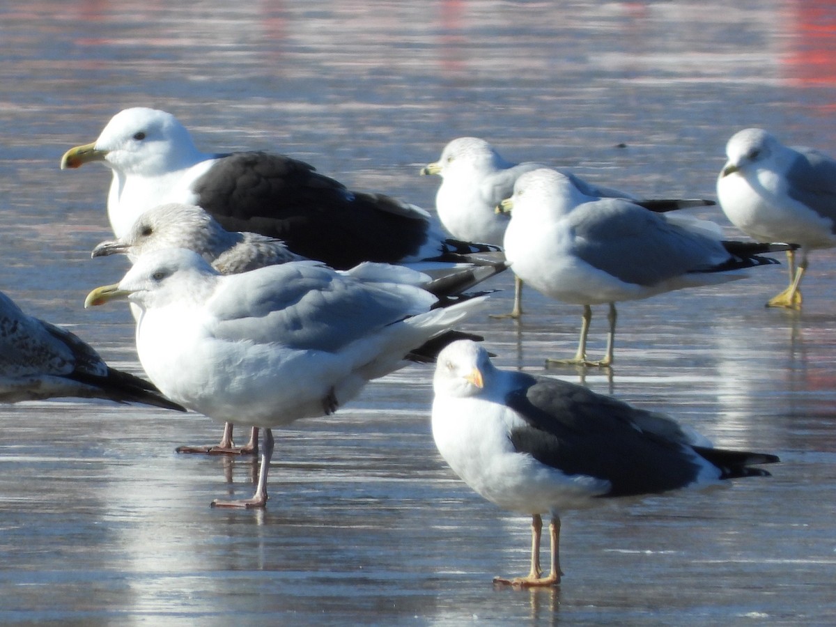 Gaviota Sombría - ML613869003