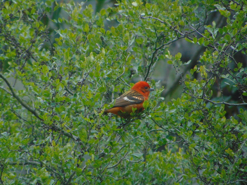 Flame-colored Tanager - Lalo iván