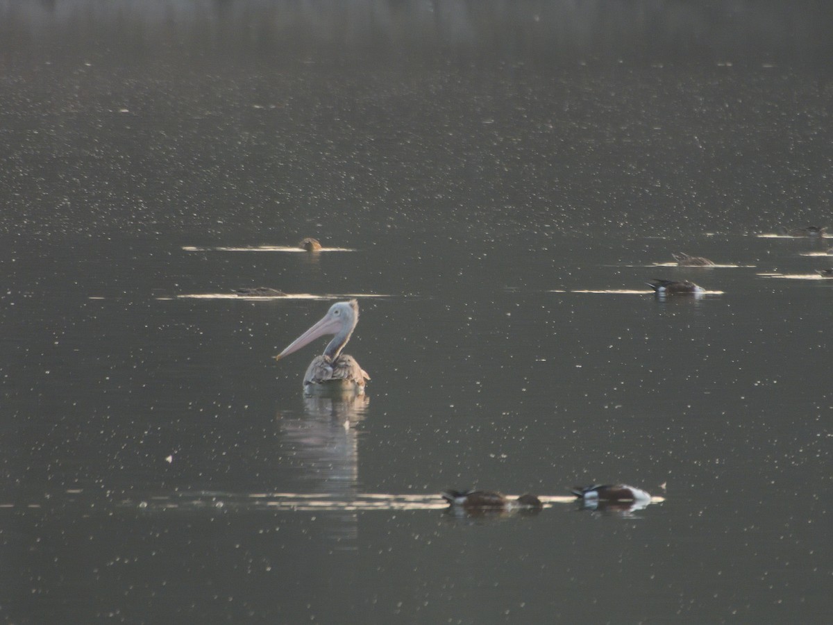 Spot-billed Pelican - ML613869062