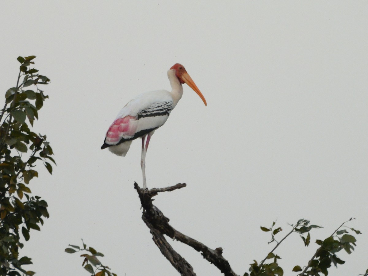 Painted Stork - ML613869163
