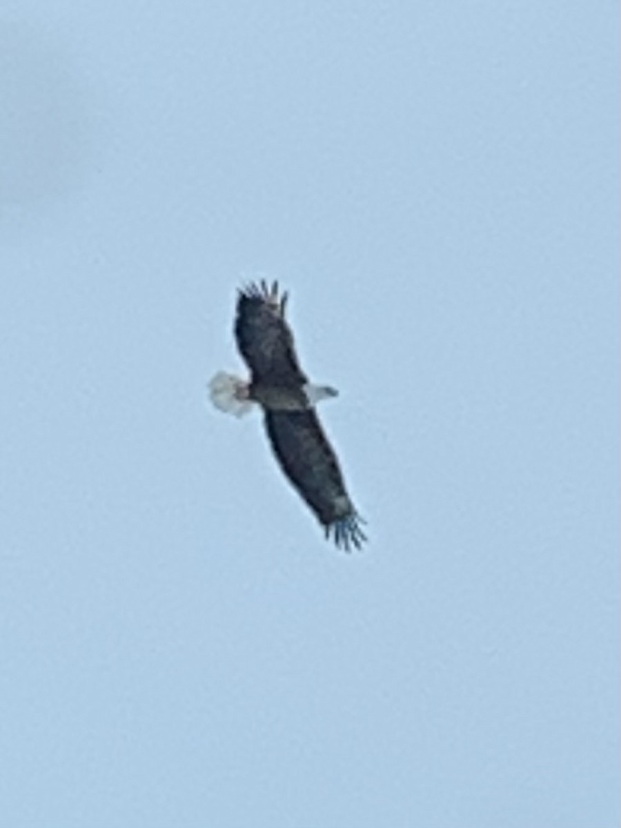 Bald Eagle - Tom Endicott