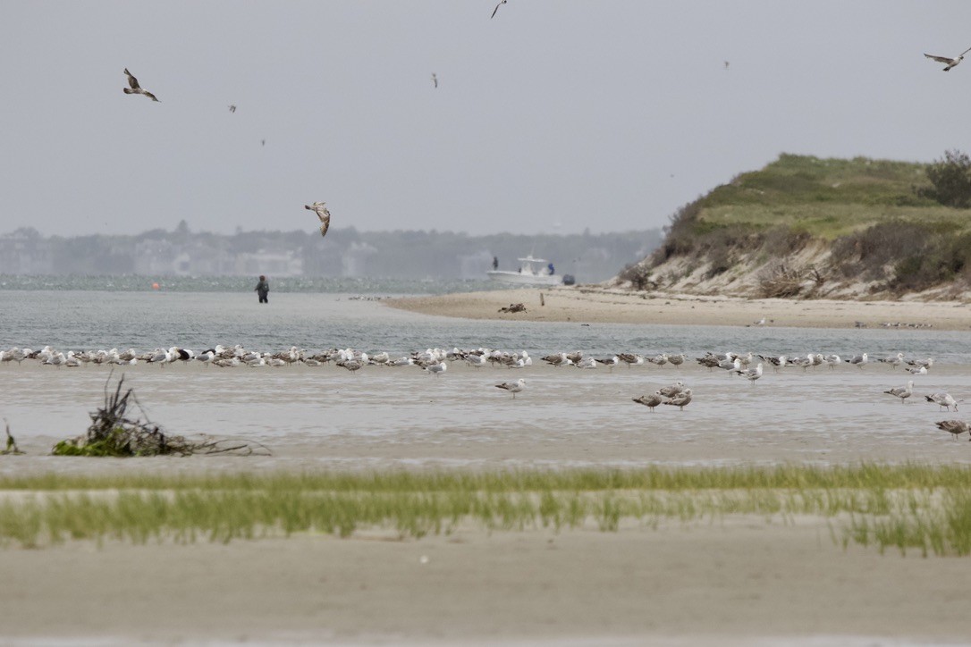 Herring Gull - ML613869199