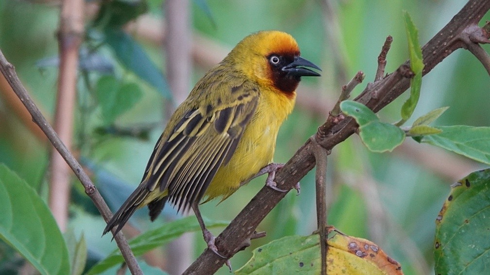 Northern Brown-throated Weaver - ML613869350