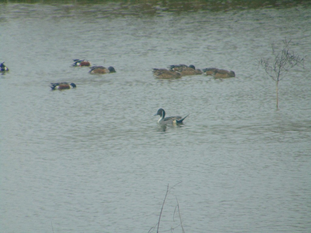 American Wigeon - ML613869353