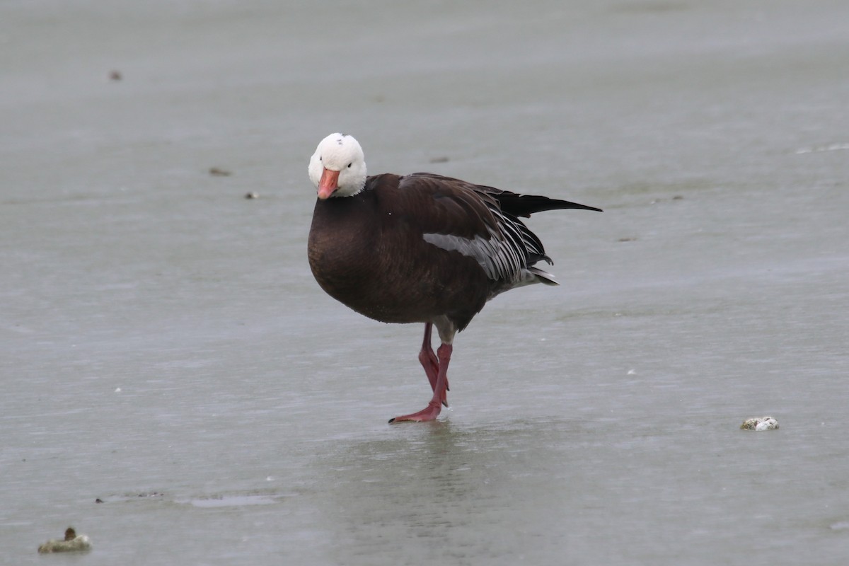 Snow Goose - ML613869429