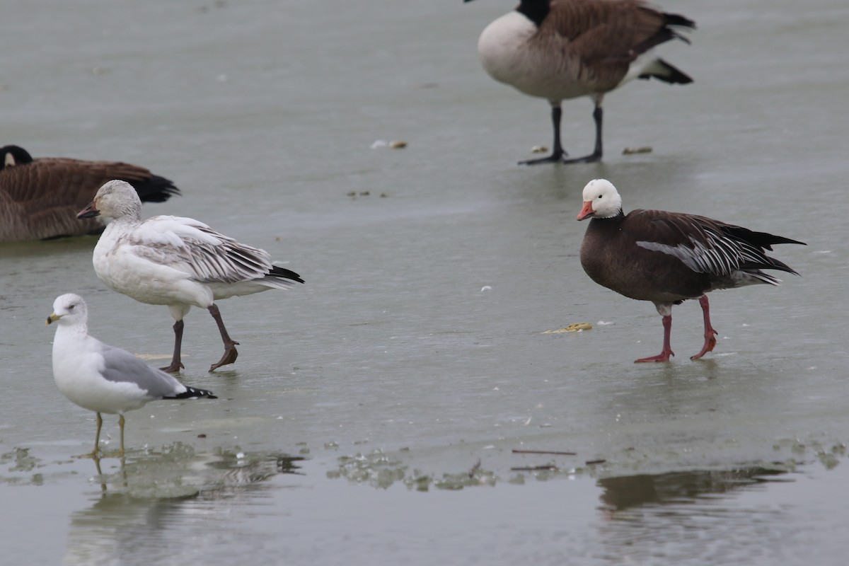 Snow Goose - ML613869432