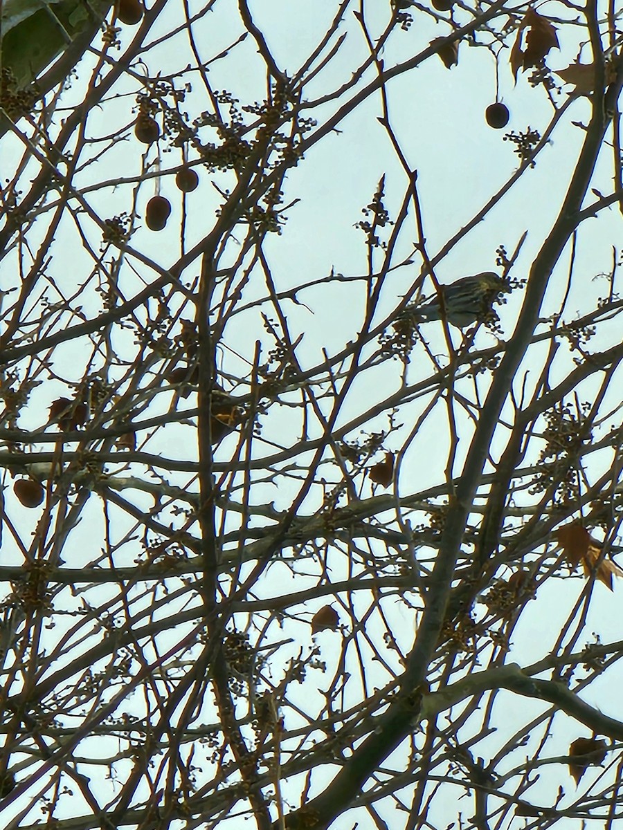 Yellow-rumped Warbler - Nelle Howard