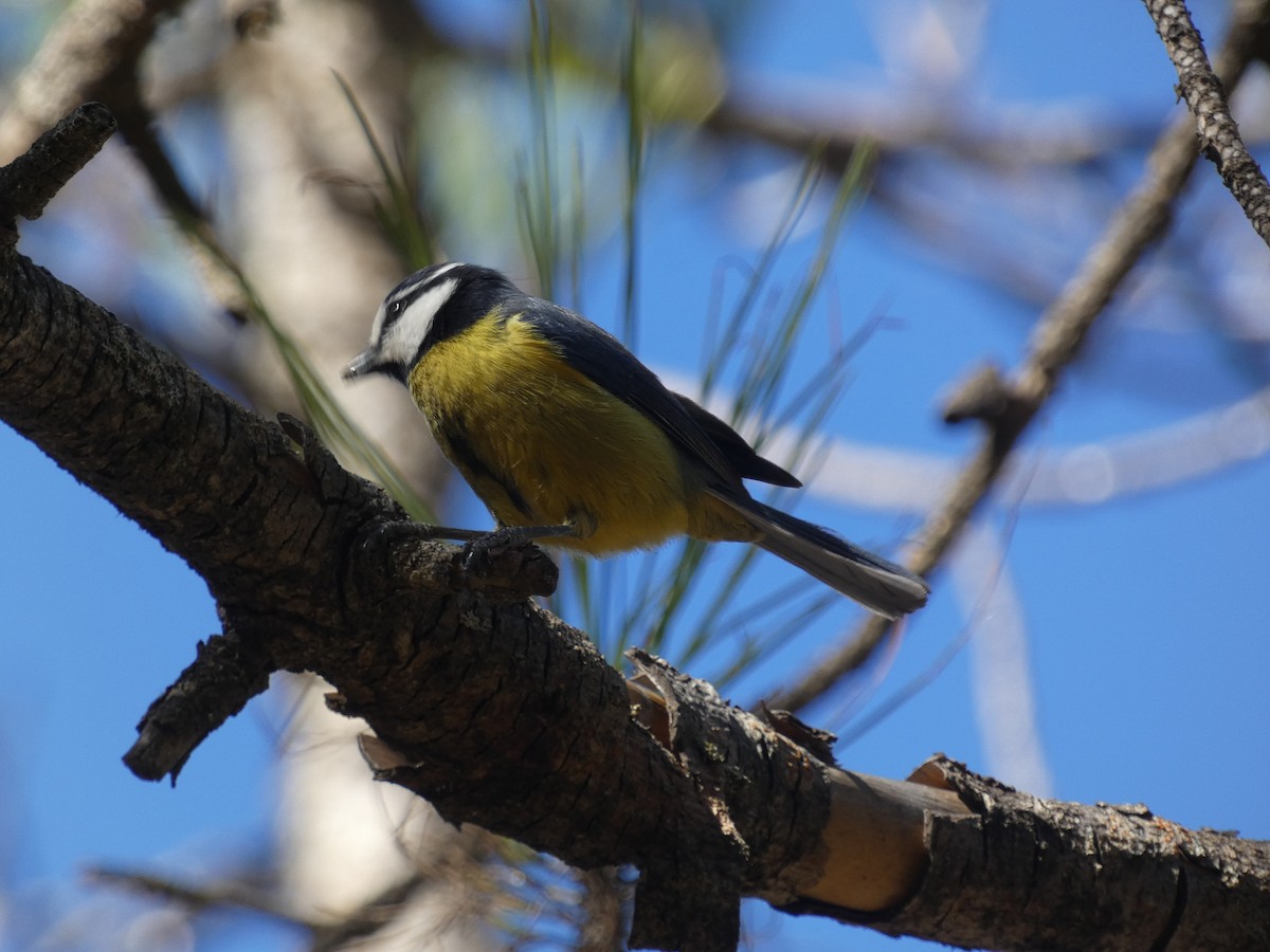 Mésange nord-africaine - ML613869502