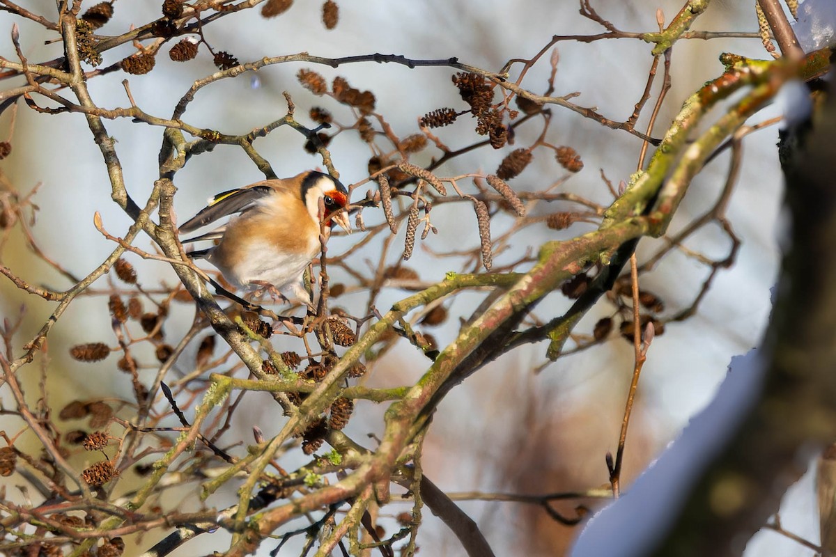 European Goldfinch - ML613869507