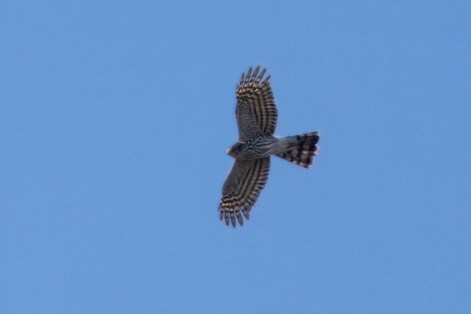 Sharp-shinned Hawk - ML613869605