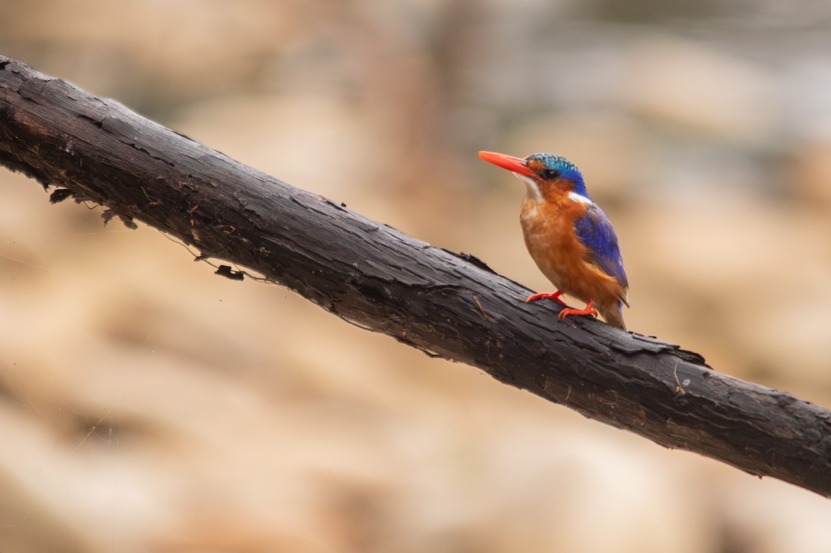 Malachite Kingfisher - ML613869606