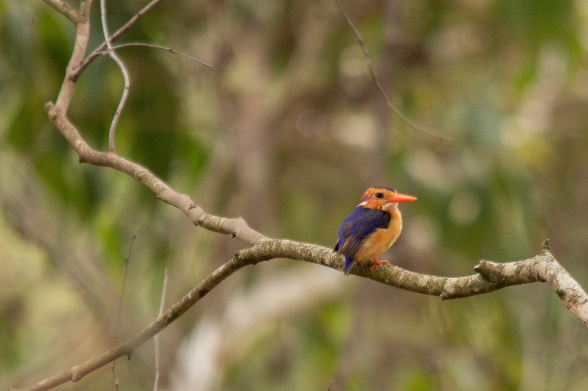 African Pygmy Kingfisher - Retief Williams