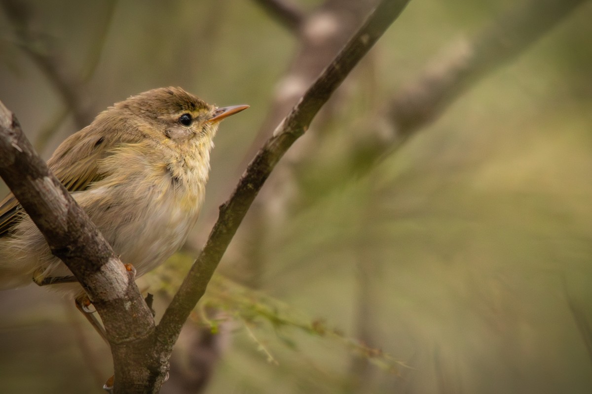 Willow Warbler - ML613869628