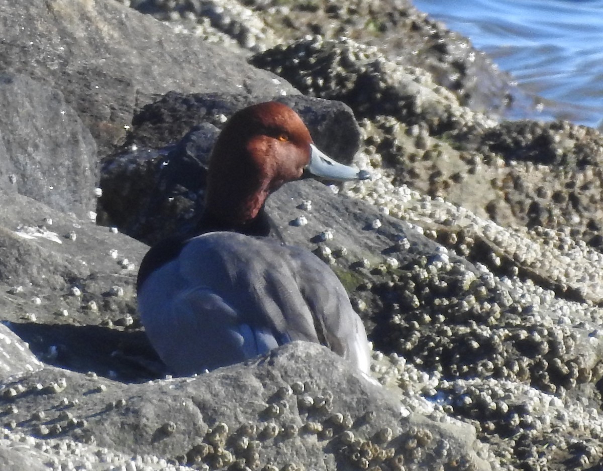 Redhead - ML613869669