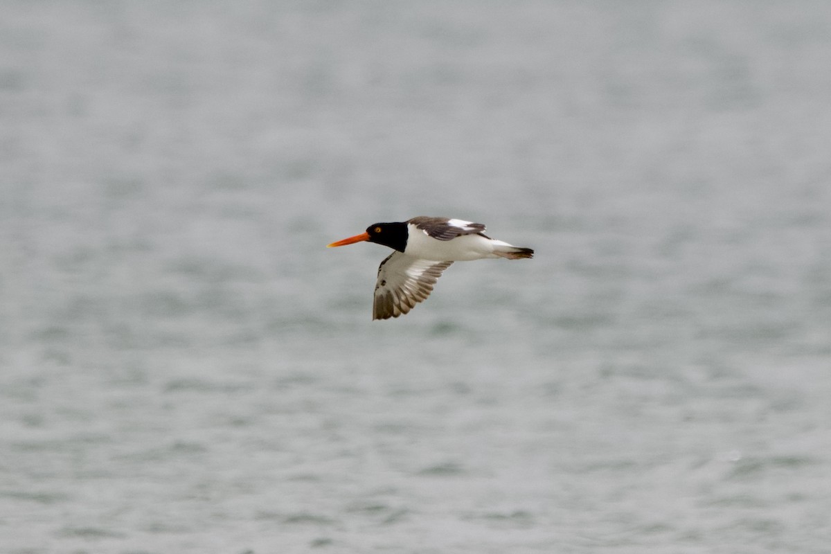 American Oystercatcher - ML613869691