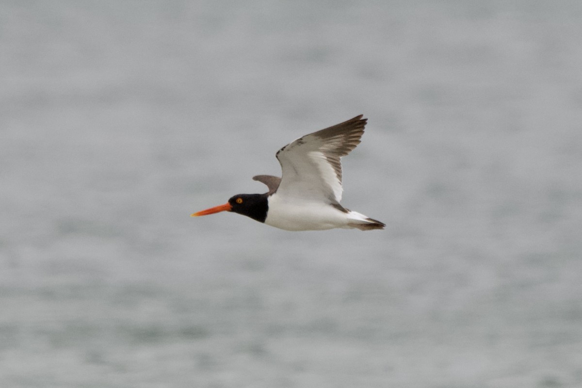 American Oystercatcher - ML613869692