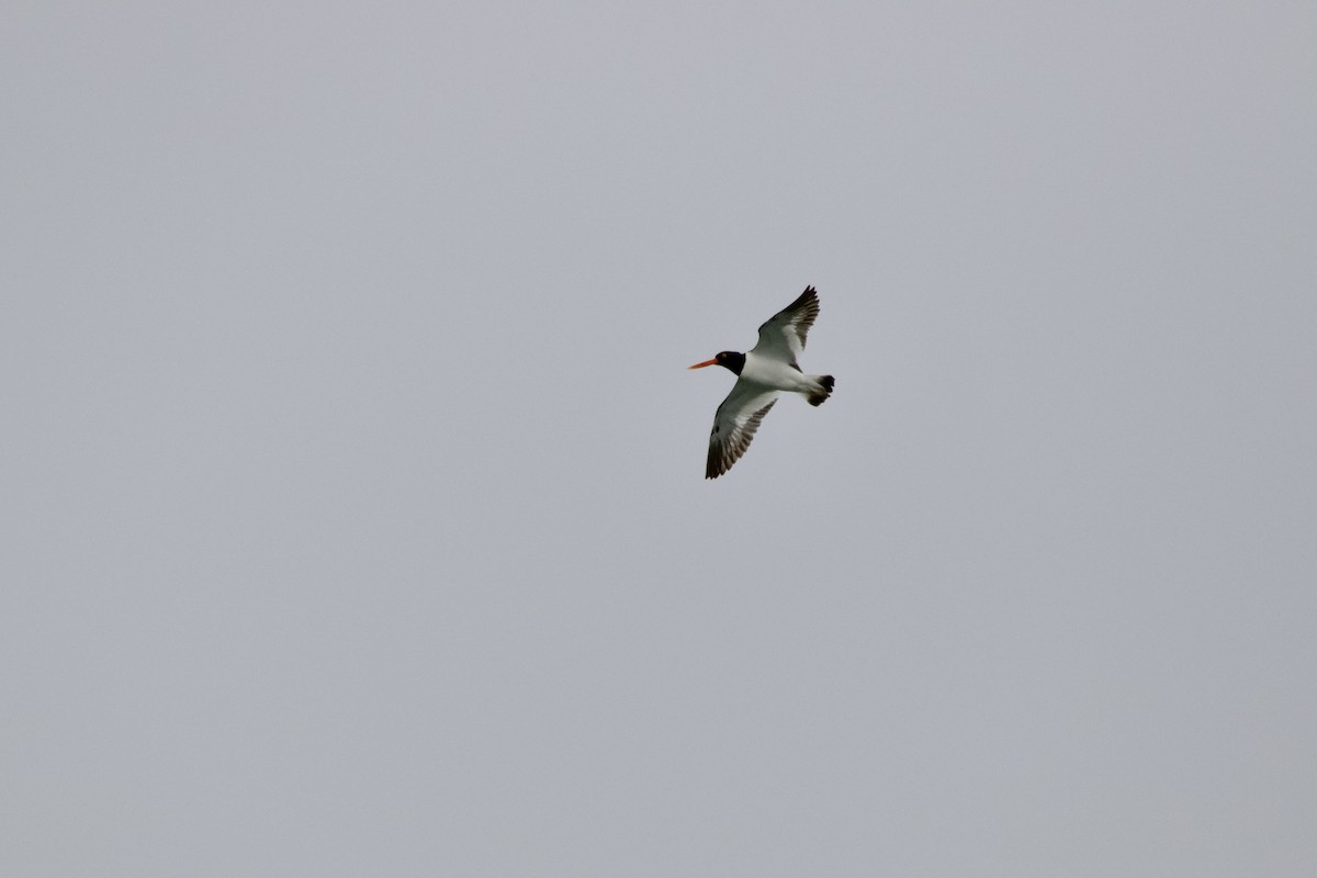 American Oystercatcher - ML613869702