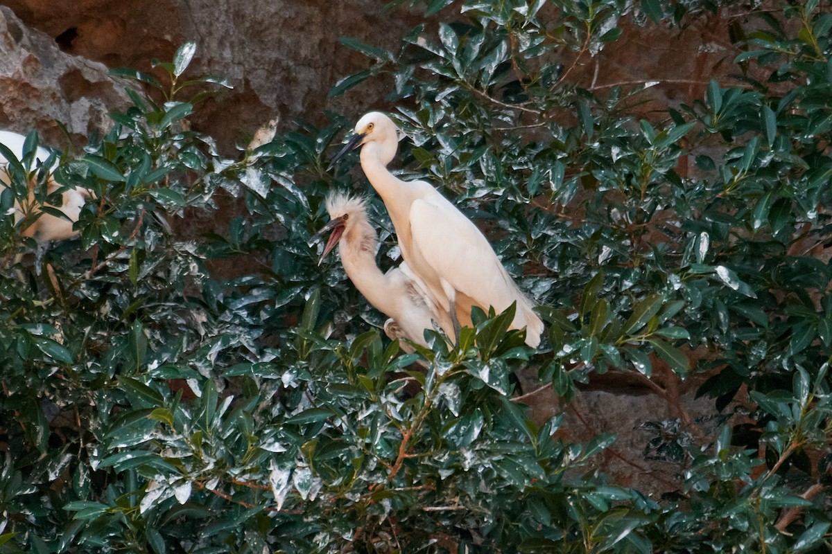 Little Egret - ML613869735