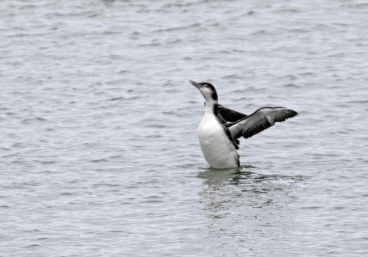 Common Loon - ML613869756