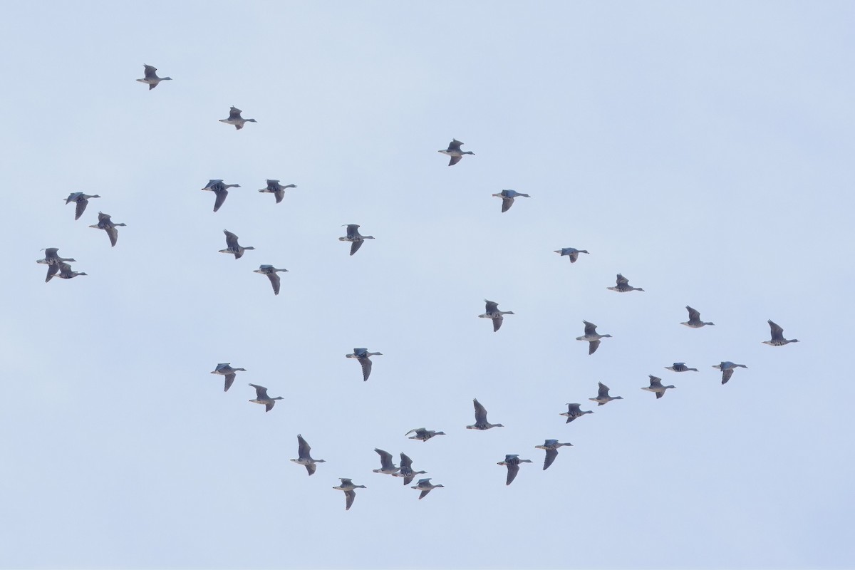 Greater White-fronted Goose - Soham Mehta