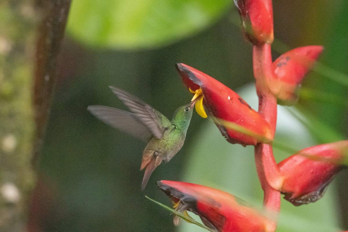 Rufous-tailed Hummingbird - Arthur Quinlan