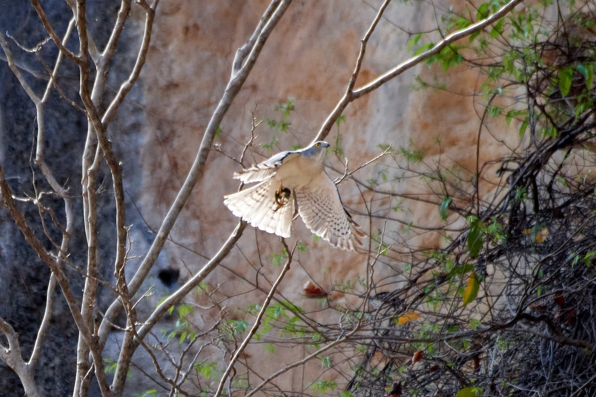 Frances's Sparrowhawk - ML613869902