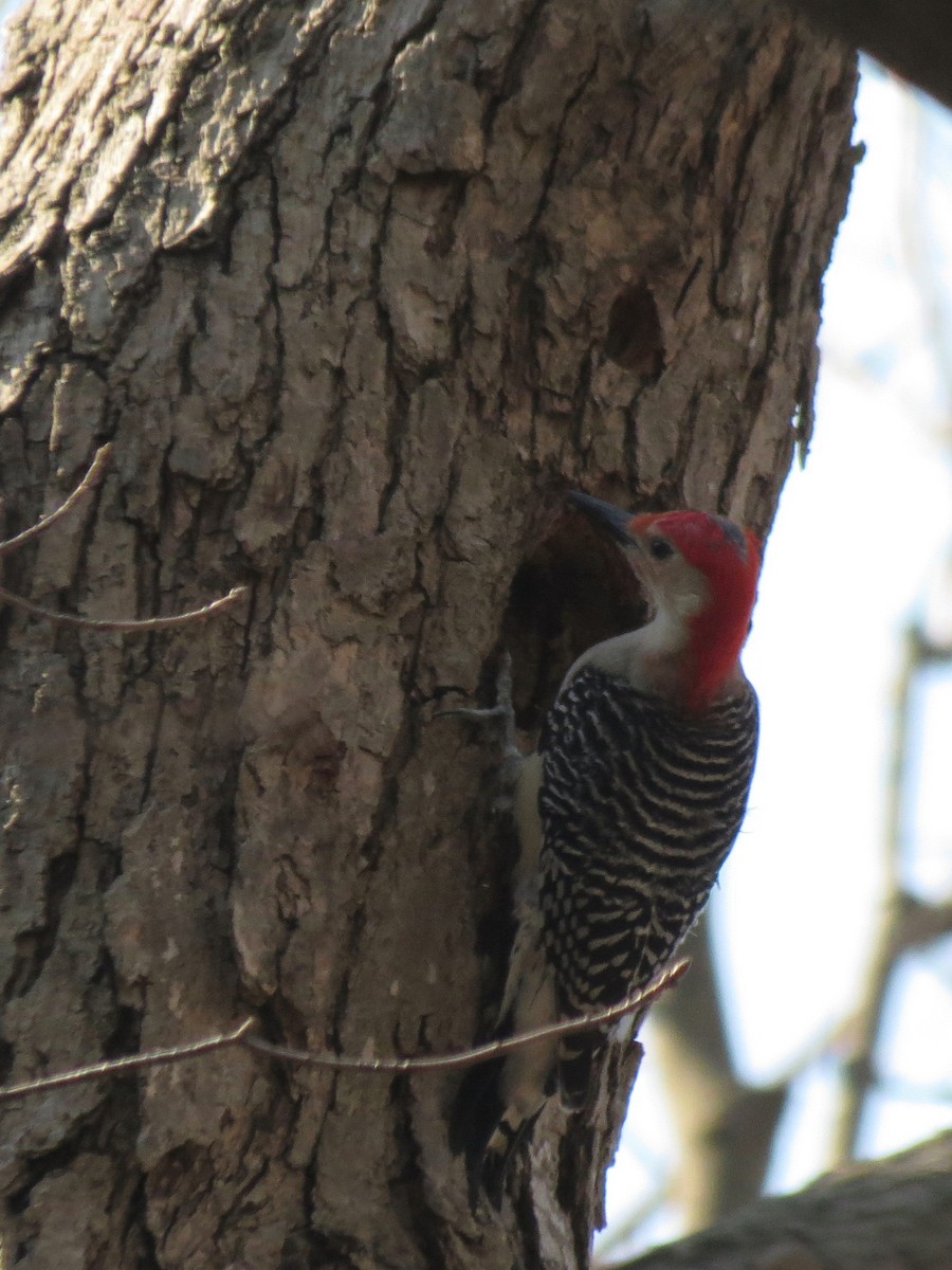 Red-bellied Woodpecker - Peter Blancher