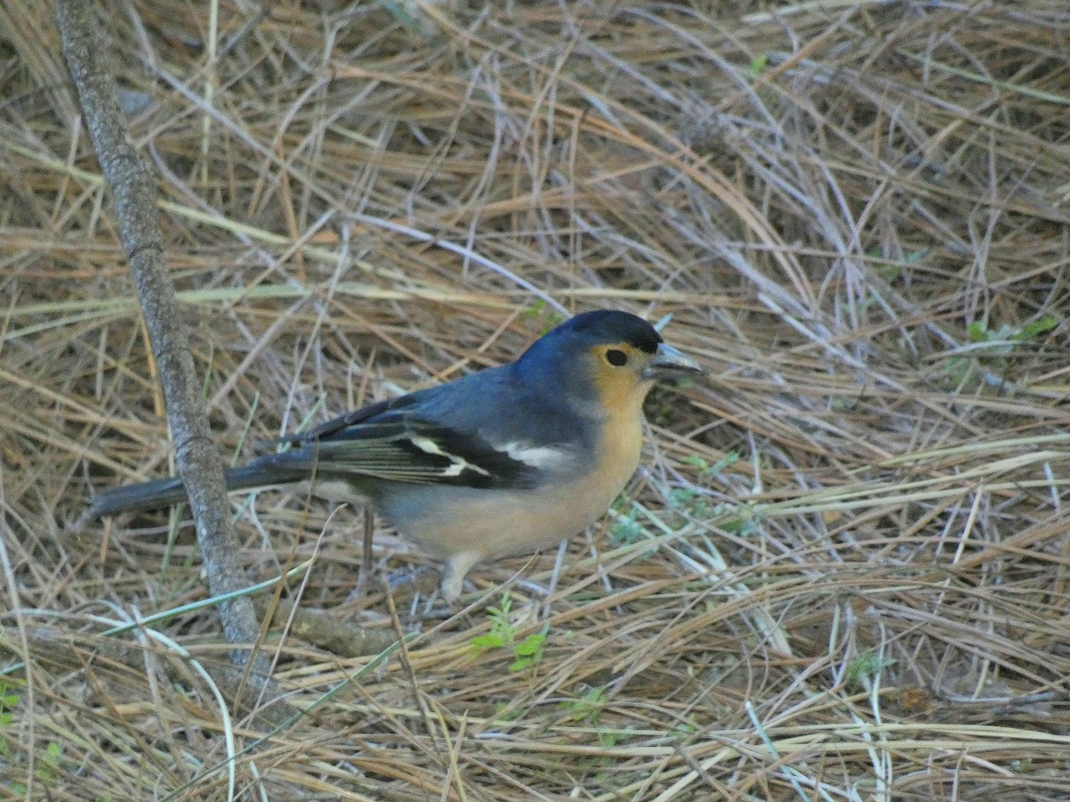 Canary Islands Chaffinch - Carlos Mompó